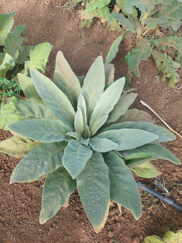 Mullein plant with leaves