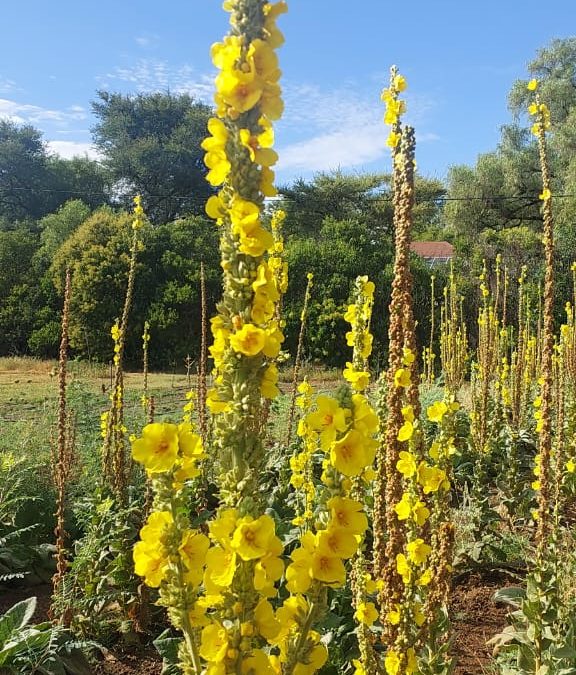 Mullein – from plants to infusions and oils