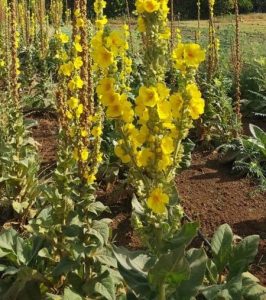 Mullein plant