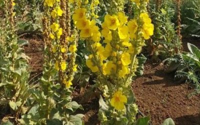 Mullein – from plants to infusions and oils