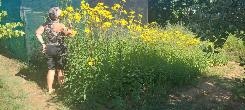 Jerusalem Artichokes