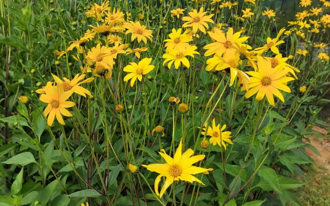 Jerusalem Artichoke Tubers (Sunchokes) — Buy & Grow In South Africa