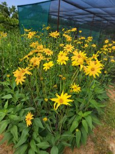 Jerusalem Artichokes Plant